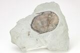 Isotelus Trilobite - Mt Orab, Ohio #208405-5